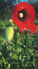 Close-up of red poppy blooming outdoors