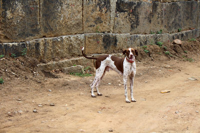 Portrait of dog standing against wall