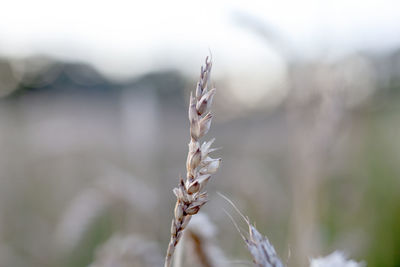 Close-up of wilted plant on field