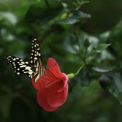 Close-up of butterfly on flower