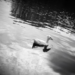 Swan swimming in lake