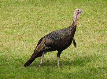 Peacock on field