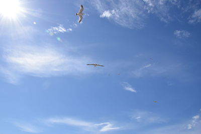 Low angle view of seagulls flying in sky