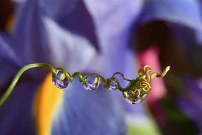 Close-up of wet purple flowering plant