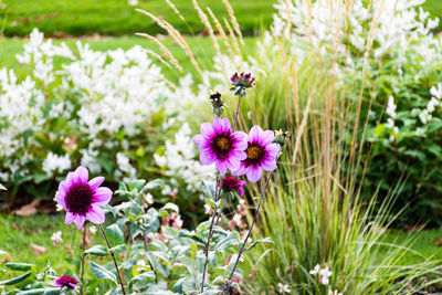 Close-up of insect on purple flowering plant