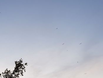 Low angle view of birds flying in sky