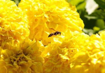 Close-up of bee pollinating on yellow flower