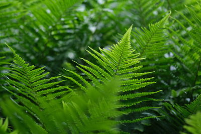 Defocused nature background green color, selective focus. light green fern leave in the forest. 