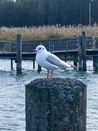 Seagull perching on wood