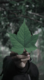 Close-up of person holding maple leaves