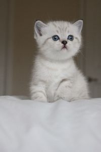 Close-up portrait of cat