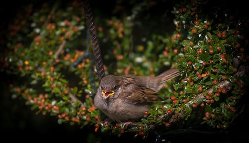 View of bird on branch