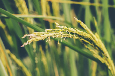 Close-up of wheat growing at farm