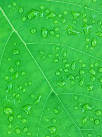 Full frame shot of raindrops on green leaves