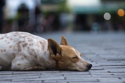 Dog sleeping on ground