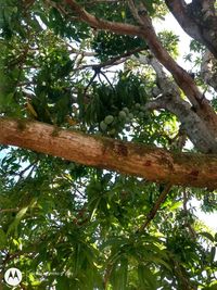 Low angle view of fruits hanging on tree