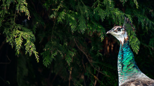 Close-up of a peacock
