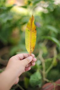 Close-up of hand holding leaf