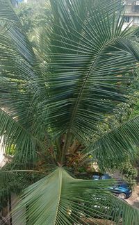 View of palm trees in forest