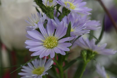 Close-up of purple flowers blooming outdoors