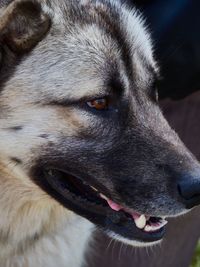 Close-up of dog looking away