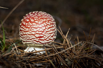 Close-up of mushroom growing on field