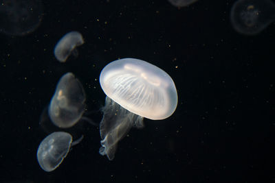 Close-up of jellyfish against black background