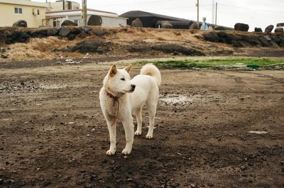 White dog standing on dirt road