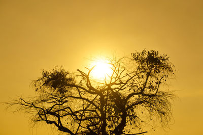 Low angle view of silhouette tree against sky during sunset