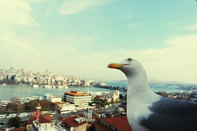 Close-up of seagull by sea against sky