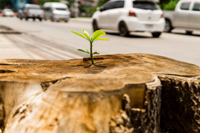 Close-up of plant on street