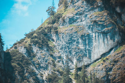 Low angle view of trees on cliff against sky