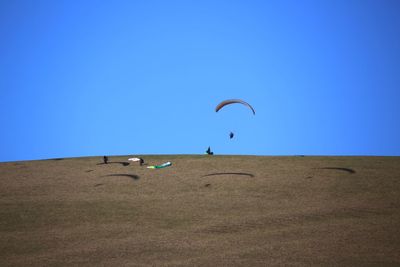 Birds flying over field against clear blue sky