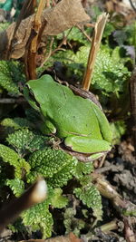 Close-up of green lizard on plant