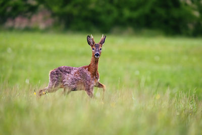 Side view of deer on field
