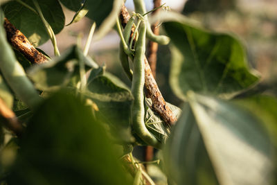 Close-up of fresh green plant