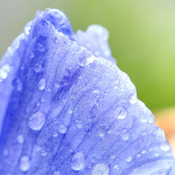 Close-up of wet purple flower