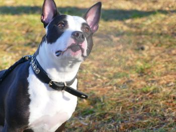 Close-up portrait of dog sitting on grass