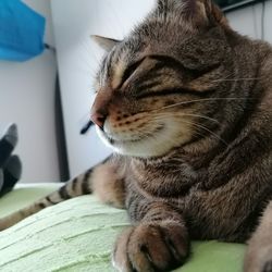 Close-up of a cat resting at home