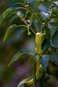 Close-up of white flowering plant