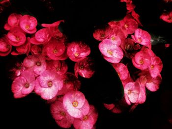 Close-up of pink flowers