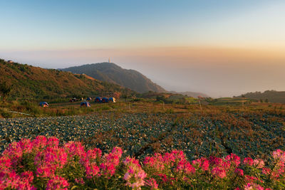 Scenic view of grassy field against sky during sunset