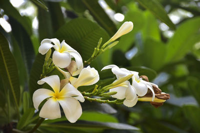 Close-up of white flowering plant