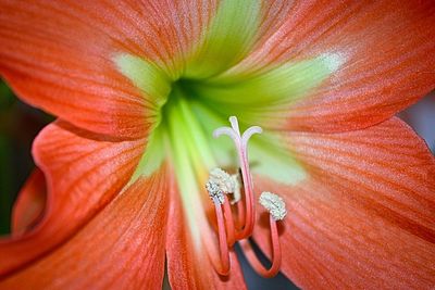 Close-up of flower