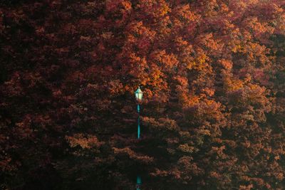 Low angle view of street light by autumn trees