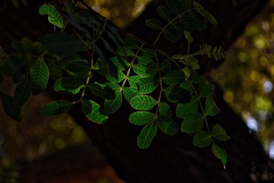 Close-up of fresh green leaves