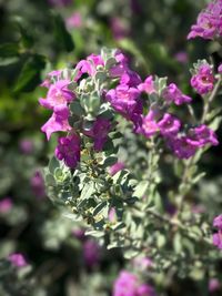 Close-up of pink flowers blooming outdoors