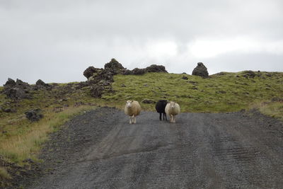 Sheep walking on road by landscape against sky