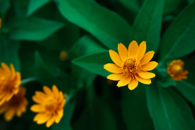Close-up of yellow flowering plant