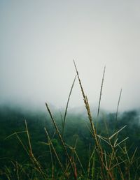 Close-up of grass against clear sky